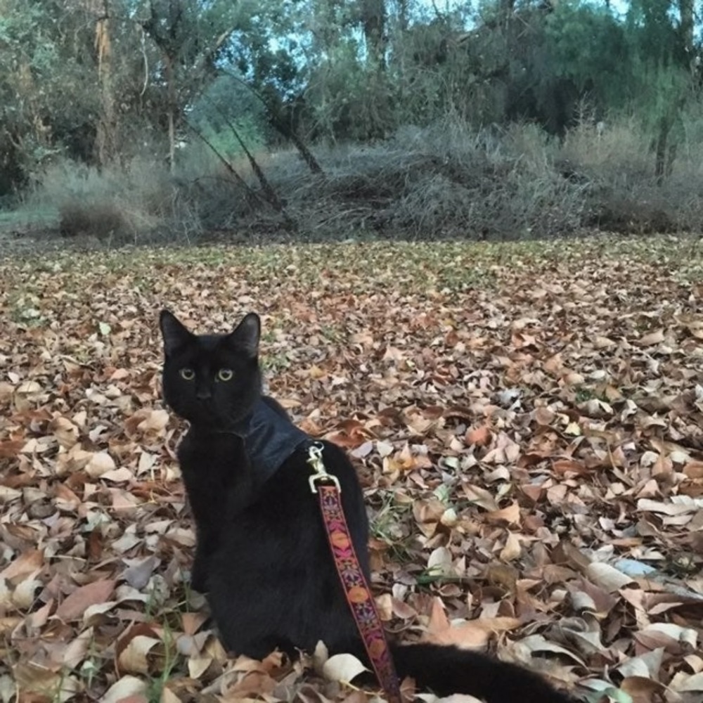 Reversible pet harness